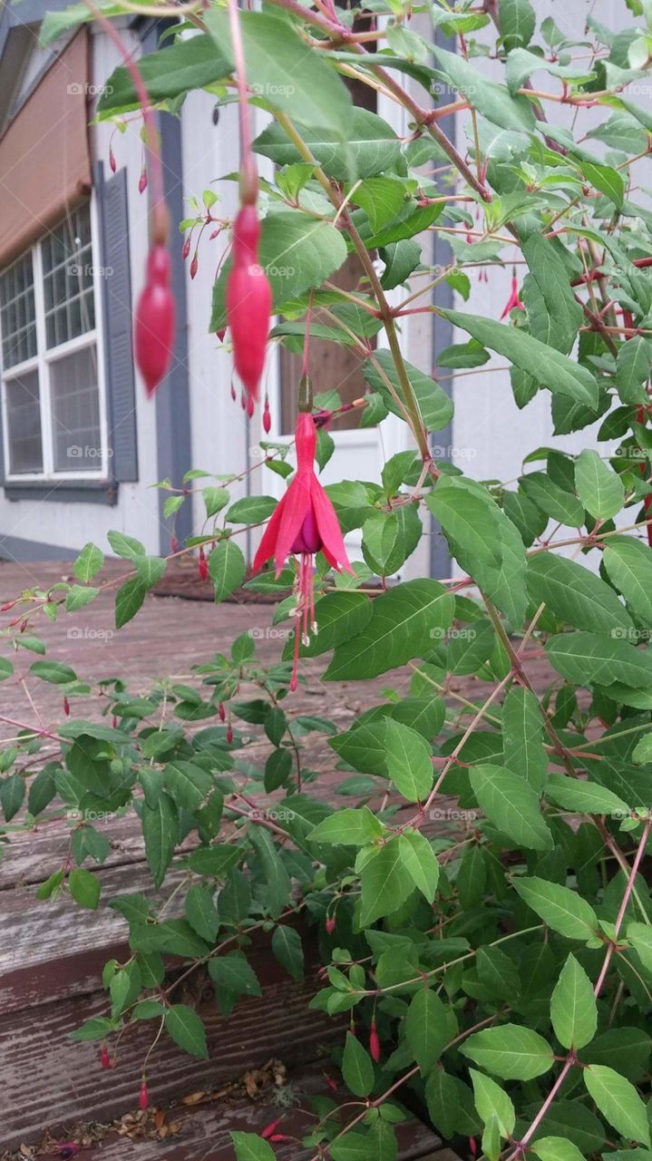 Pretty fucshia plant in bloom at the edge of front deck.