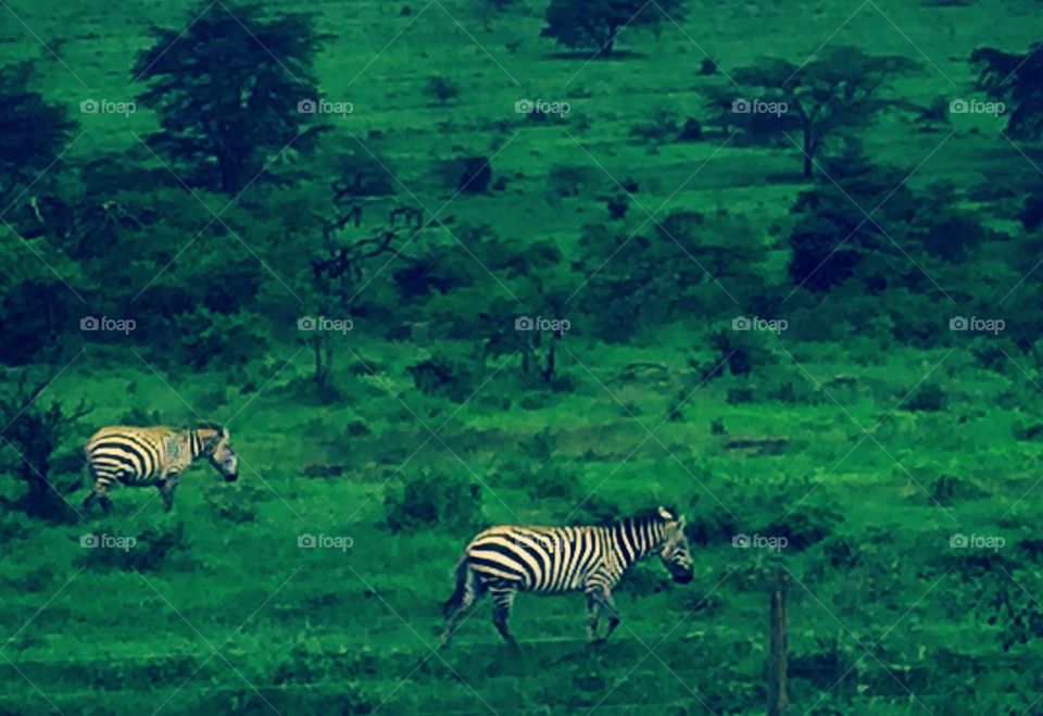Zebras in a Park