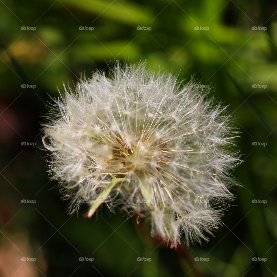 Frizzy 