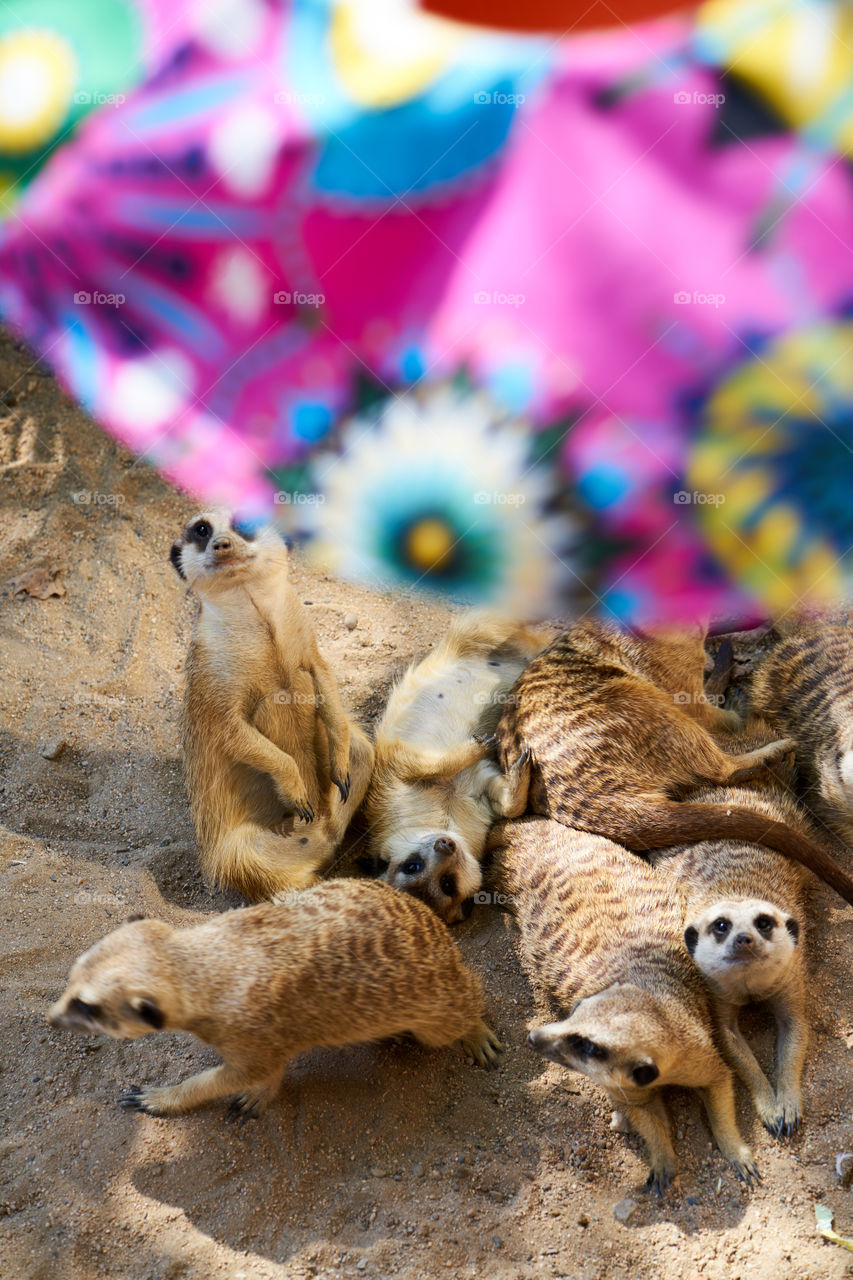 Suricata distraidos con un sombrero de colores