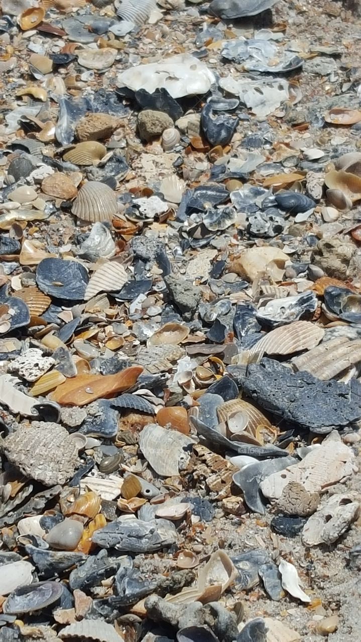 sea shells all over the beach