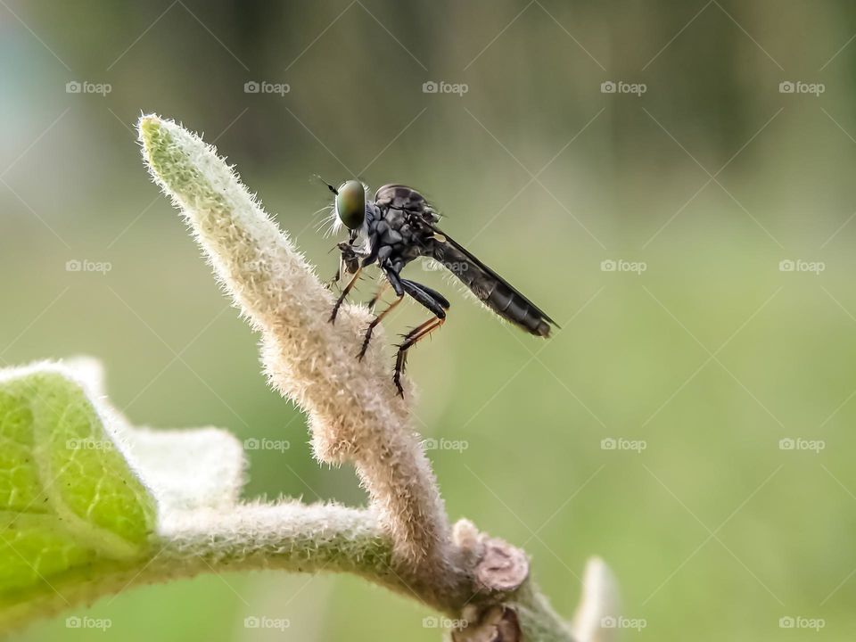 Insect close-up, Robber fly over hairy plants on blurred background.