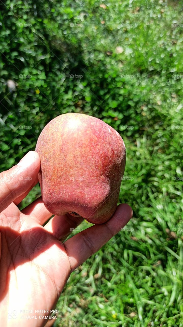 An Apple A Day  Keeps  Doctor Away ;  Well known  proverb about Apples... Apple Produce of Delicous  Variety in South kashmir's  Apple town...