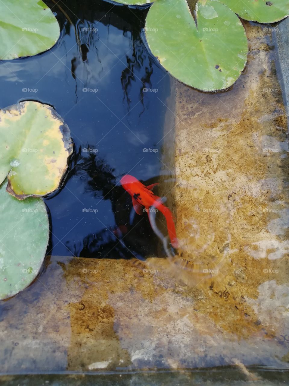 Japan in the pond