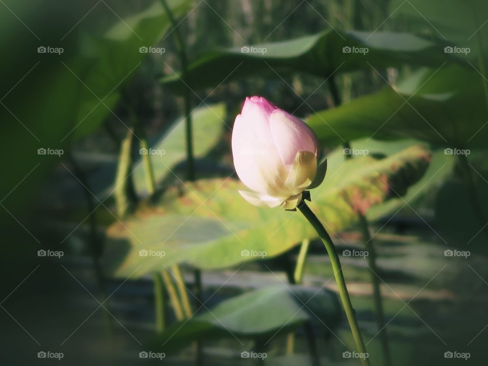 lotus flower