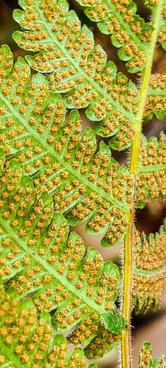 Beautiful fern leaves with spores