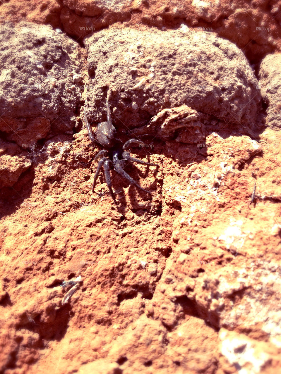 spider on the rock