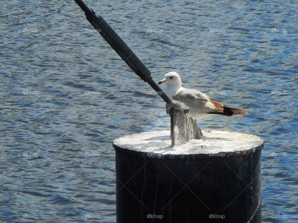 A bird stands on structure that is in the lake and looks around at Cranes Roost Park in Altamonte Springs, Florida.