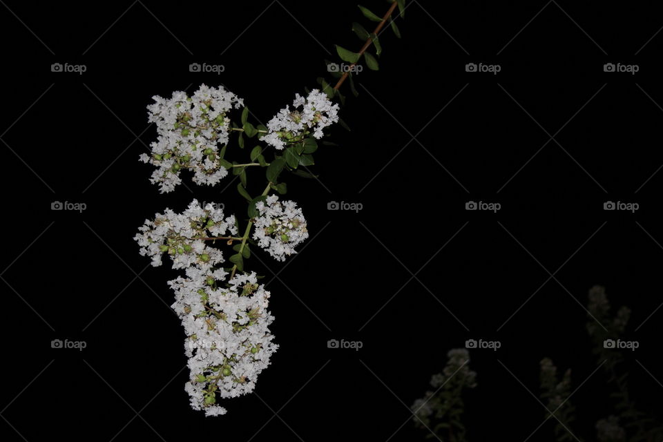 Flower, No Person, Flora, Leaf, Nature