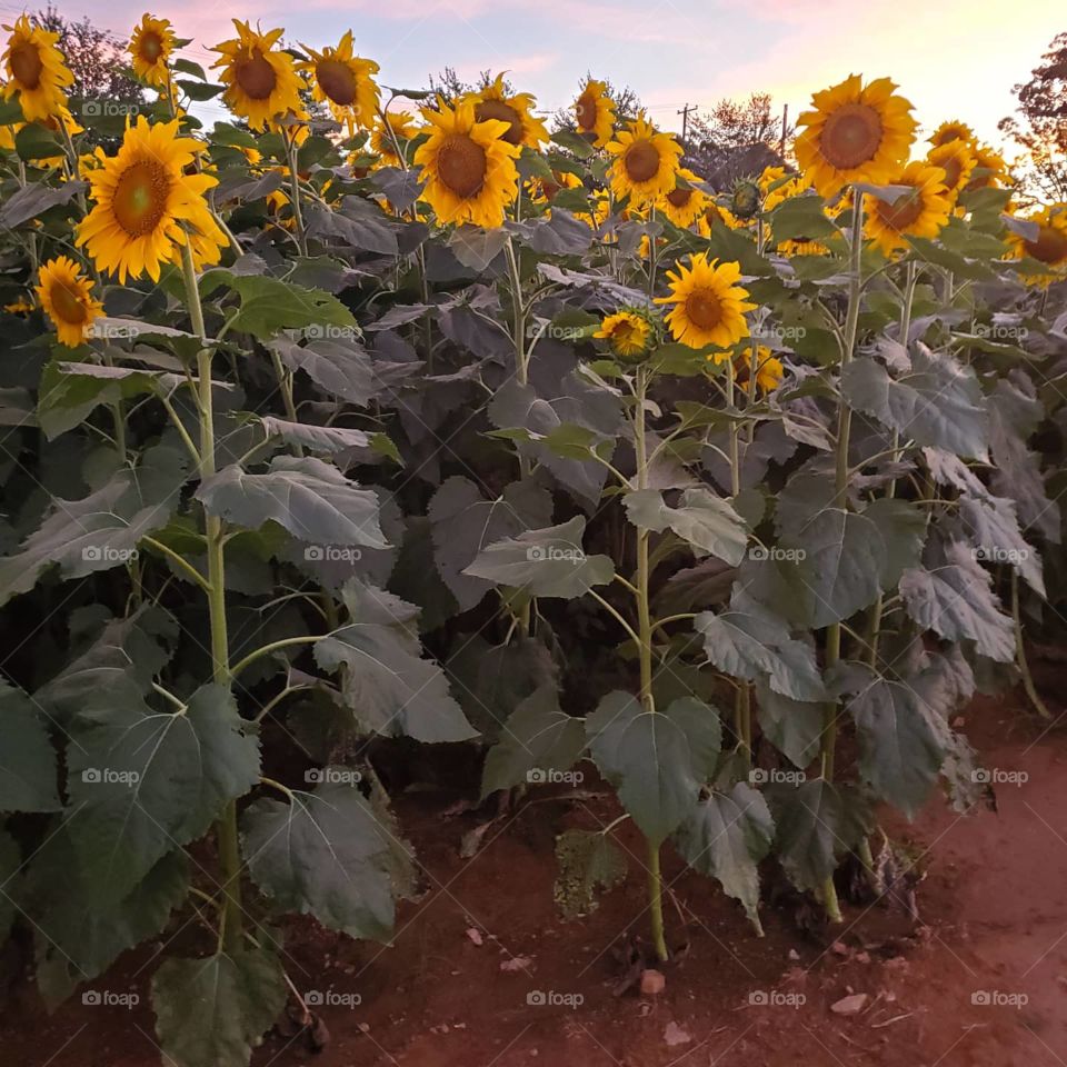 sunflower field