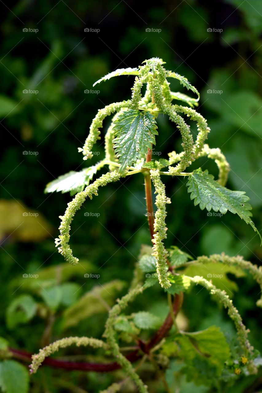 wild nettle in the sunlight