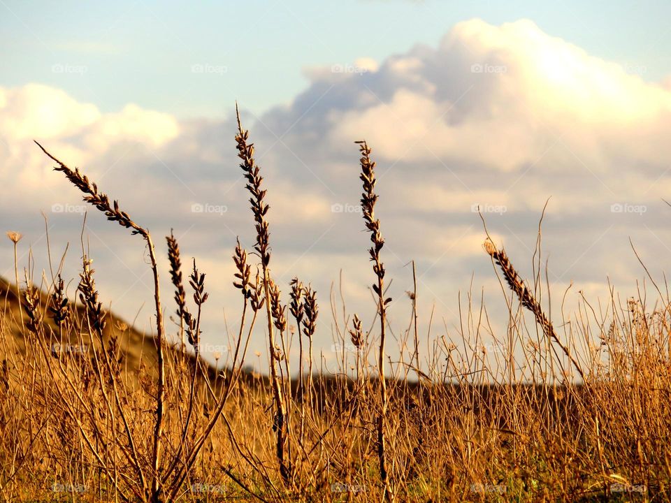 seaside landscape