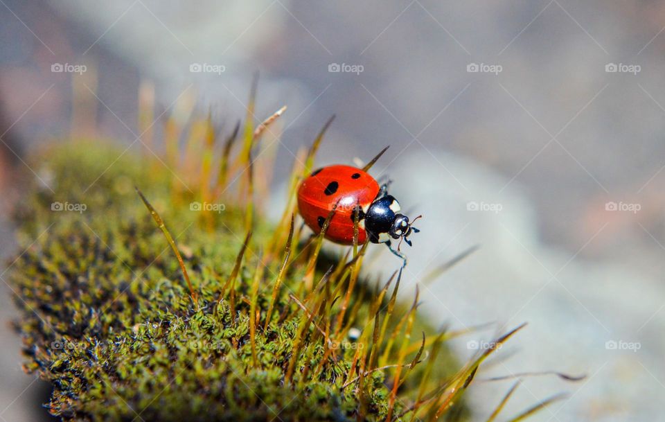 Ladybug