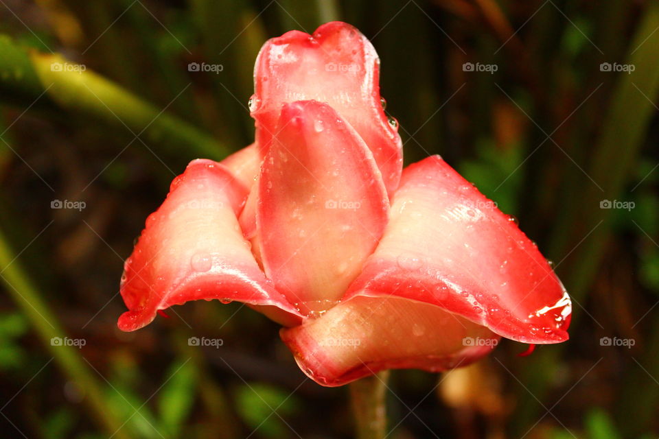 Maui flower