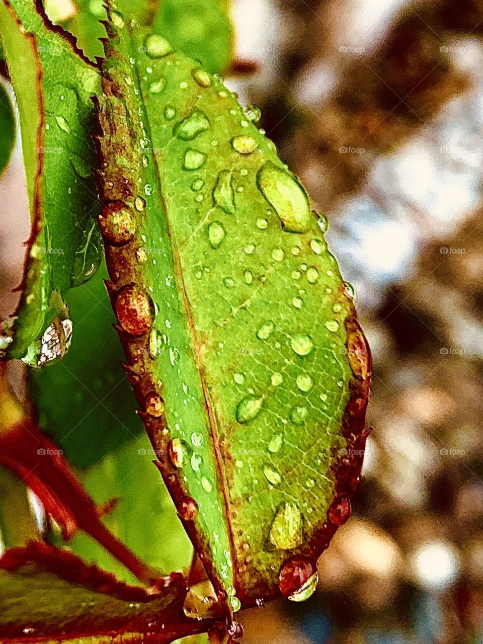 Leaf 