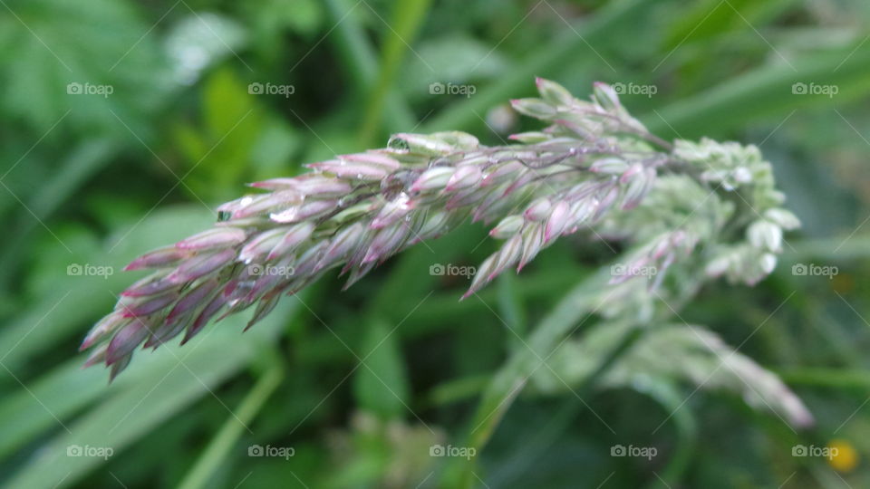 grass seed