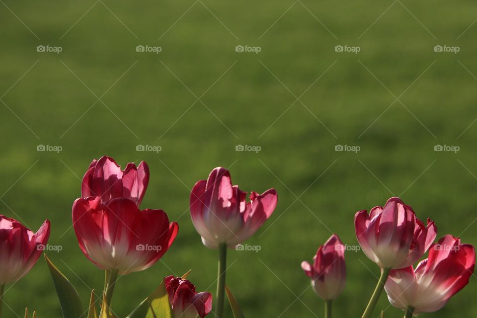 Sun shines on pink tulips with grassy background 