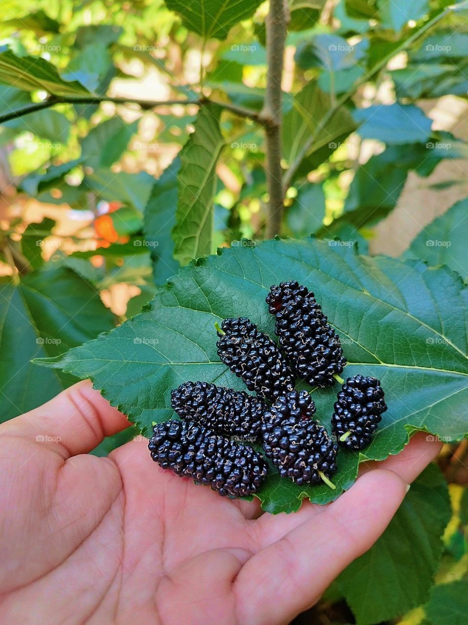Blackberry is a fruit with a striking flavor that has variations and is a wonderful option to be consumed both pure and created in various recipes.