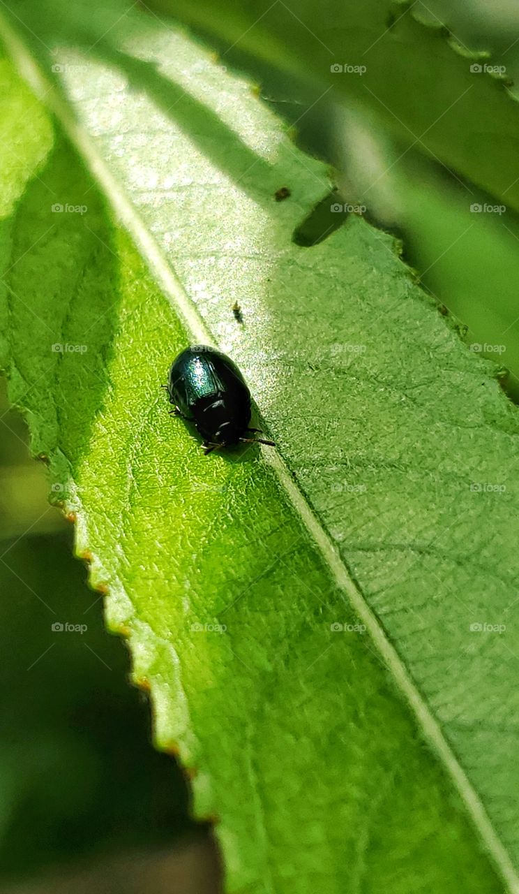 Little beetle on green leaf