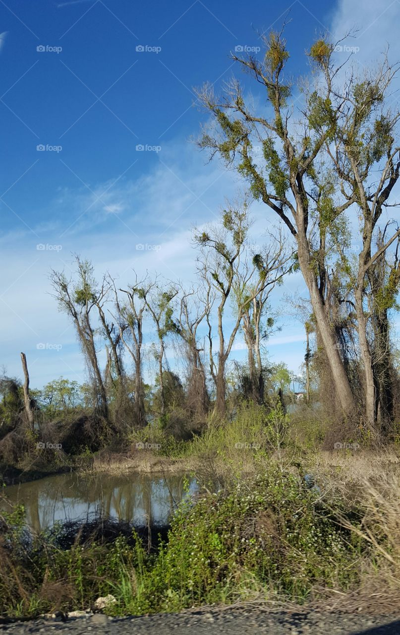 my day trip along the sacramento river
creepy and swampy