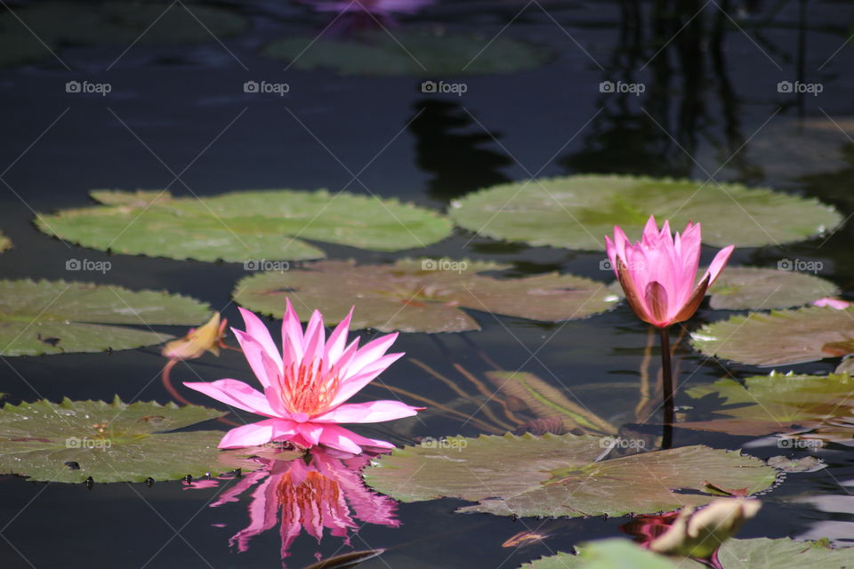 macro waterlilly