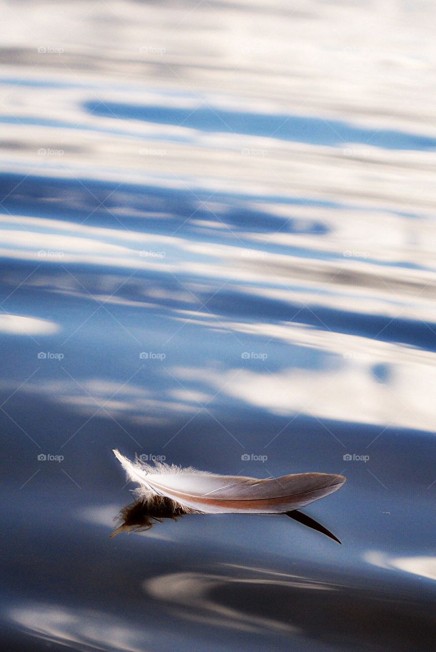 Feather on water