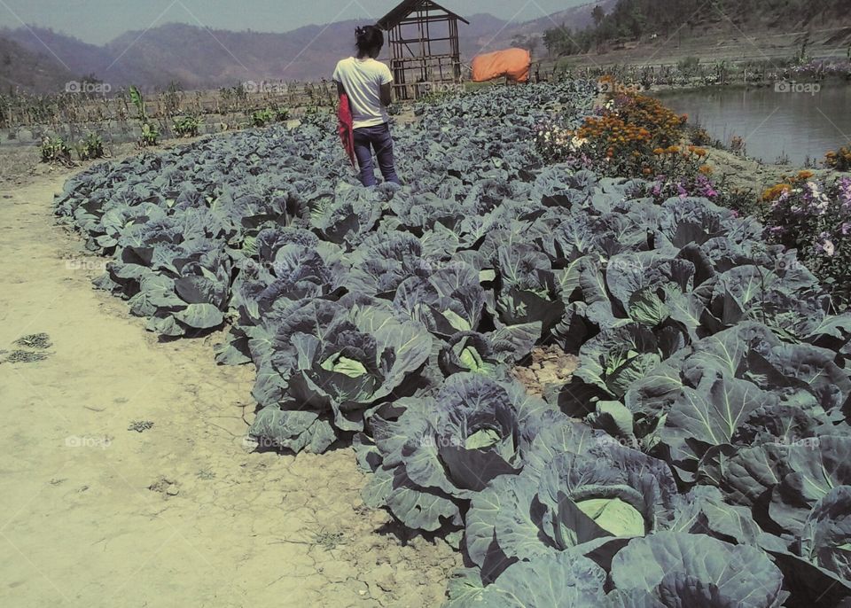 Cabbage farm with