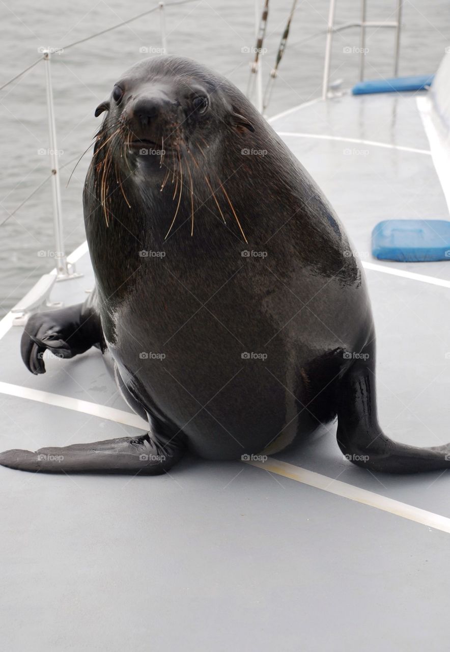 Cape fur seal on boat