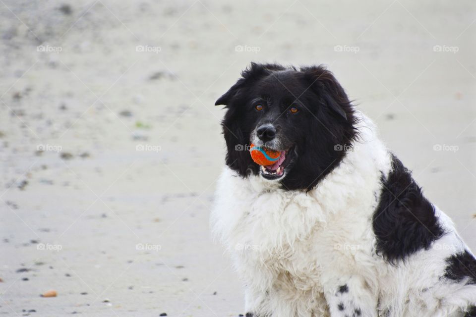 Big dog on the beach