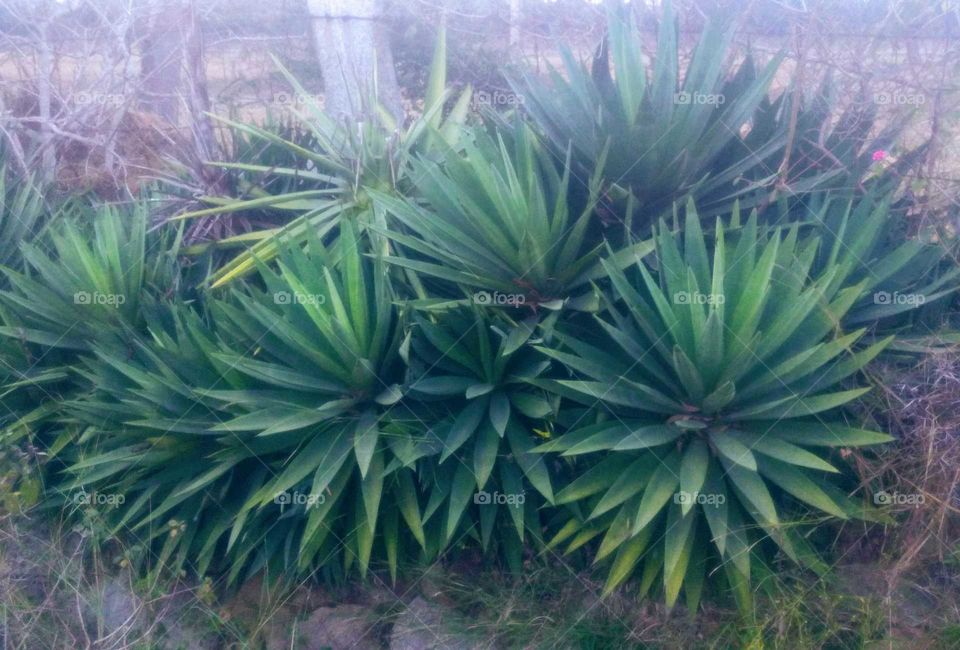Beautiful Cactus Plant 🌵