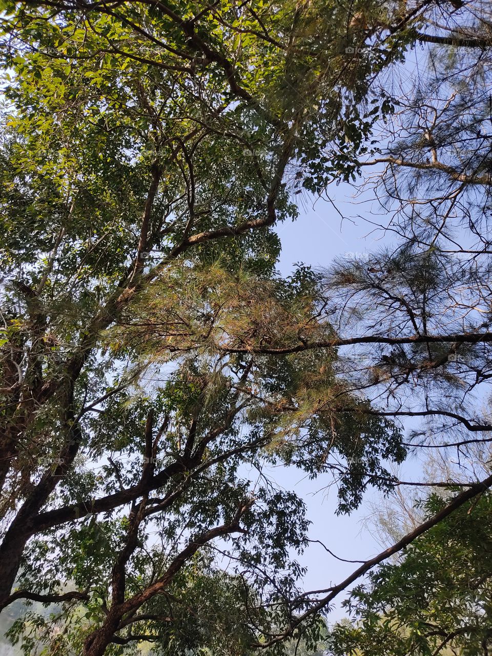 Beautiful😍 trees🌳branches.