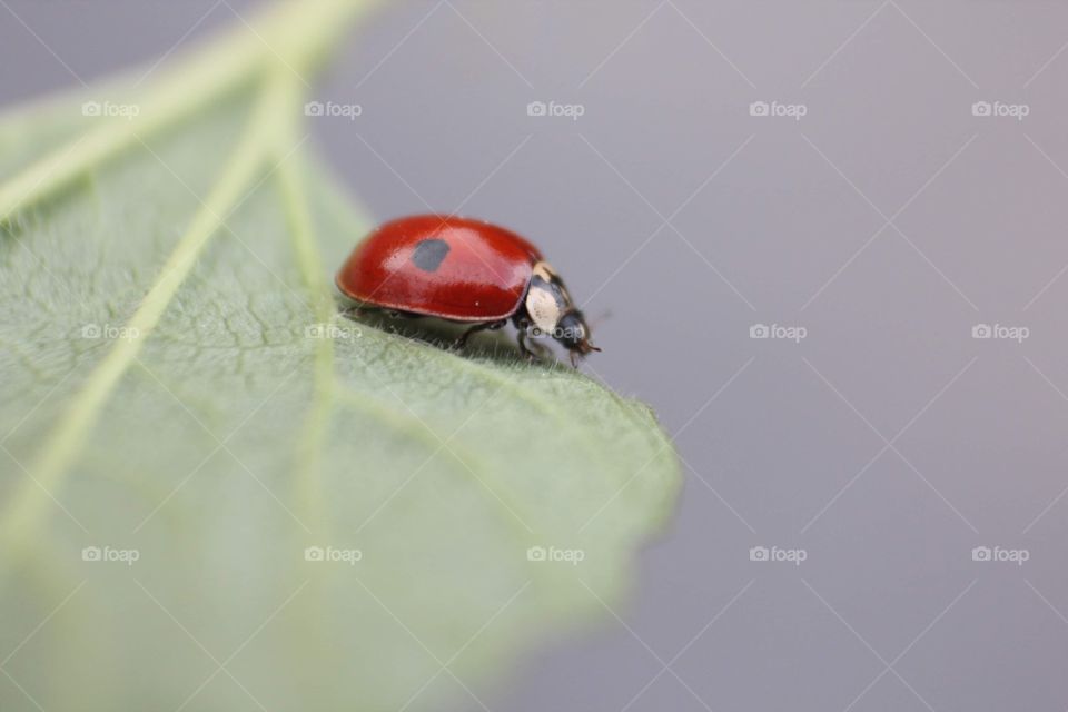 Macro shot of ladybug on the leaf