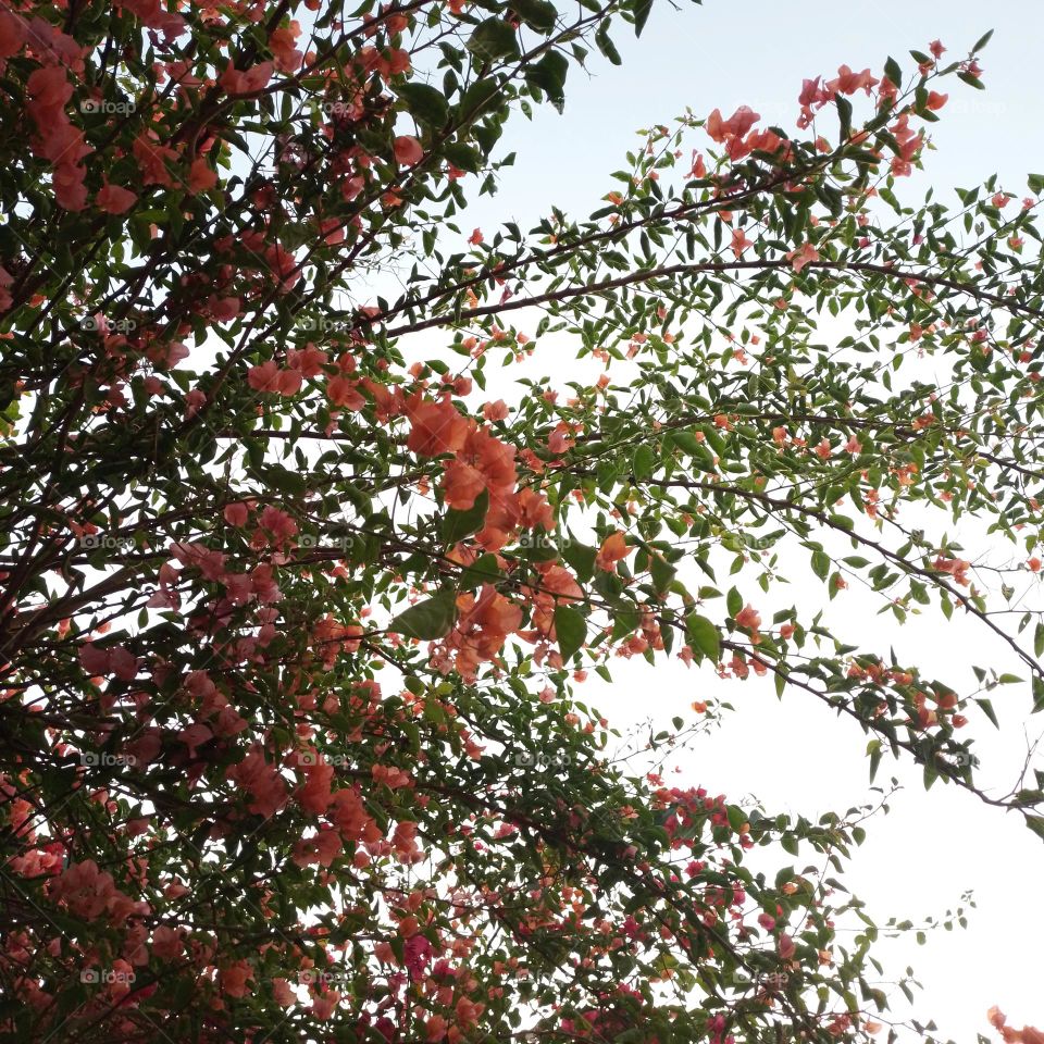 bougainvillea orange