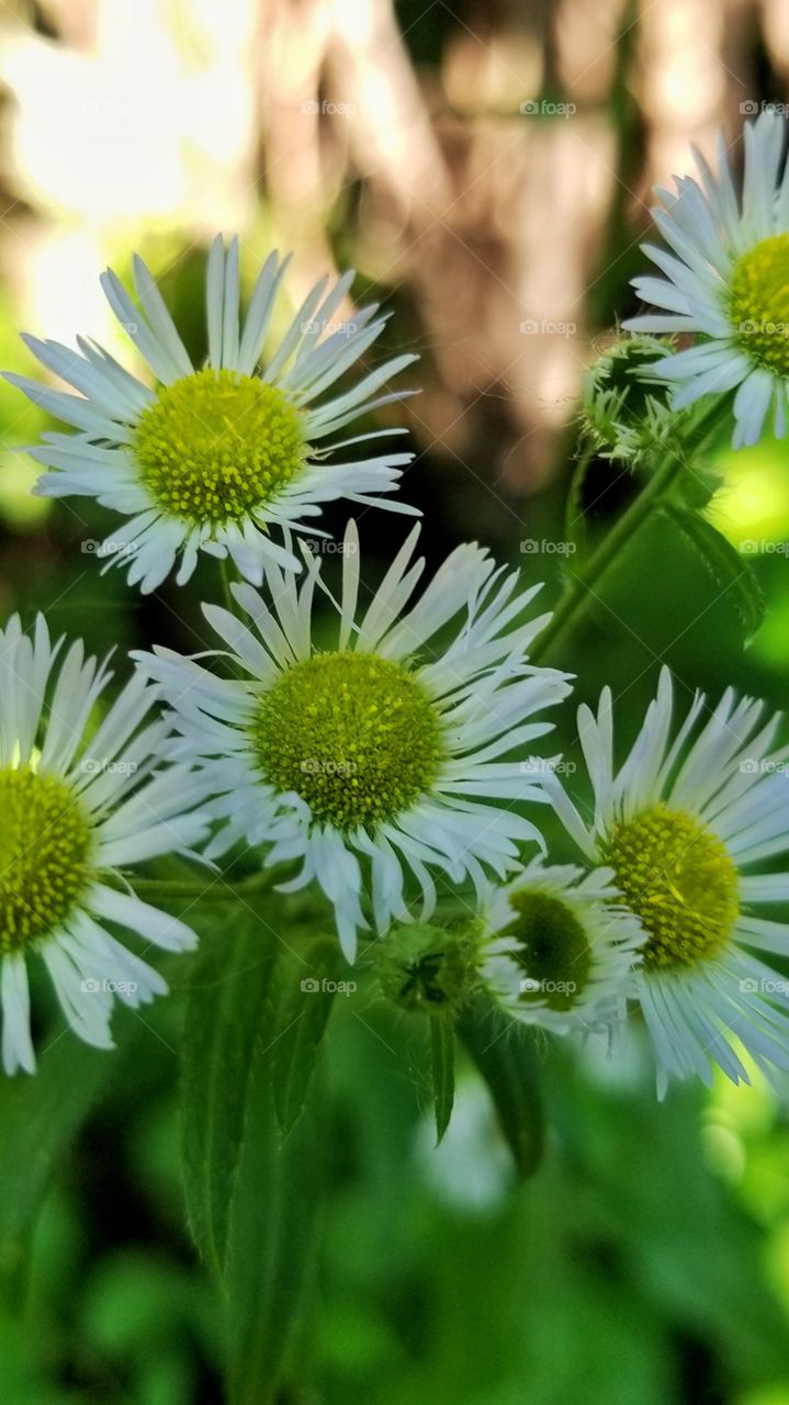 Little white daisies