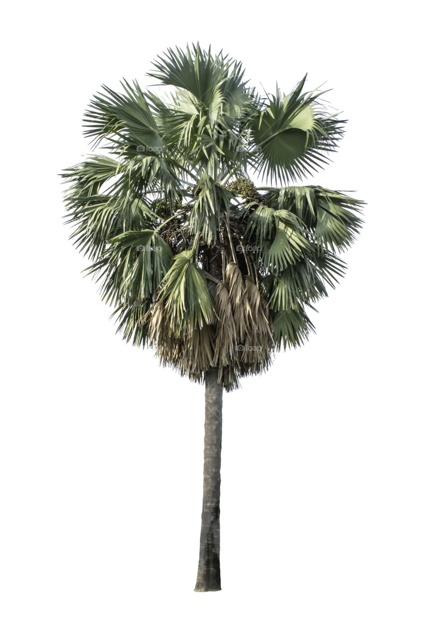 Isolated Palm trees on a white background with clipping path.