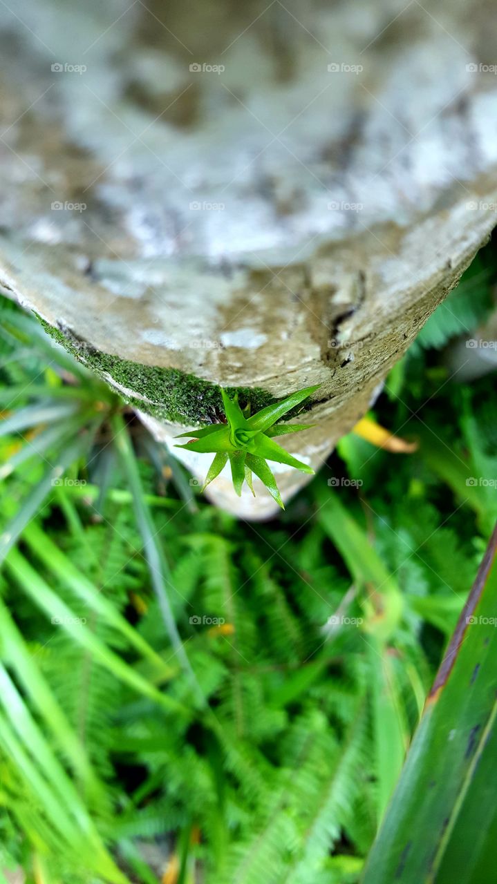 Plant on Palm T