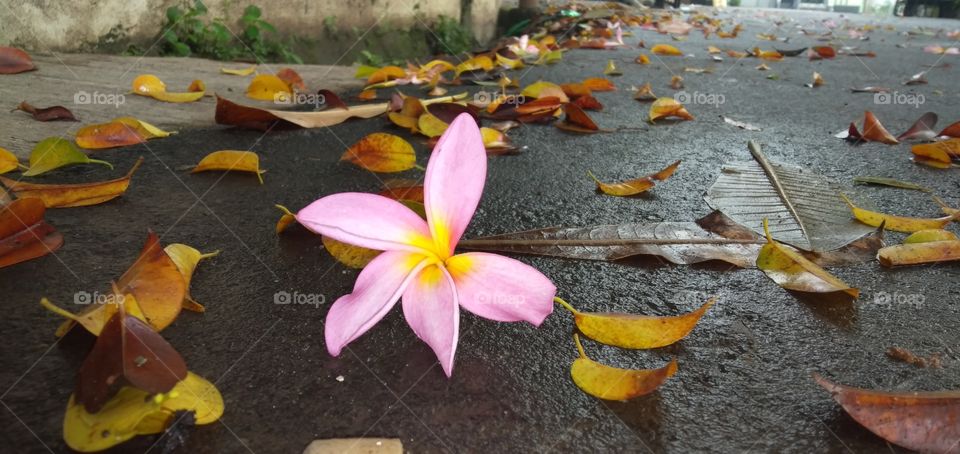 pink frangipani flower and the leaves on street