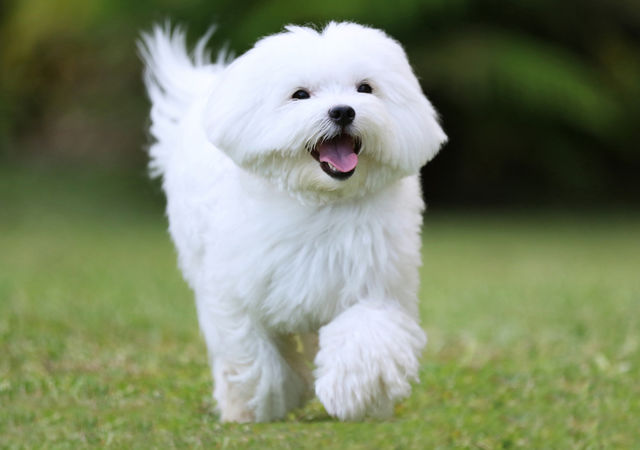 Portrait of a dog running in grass