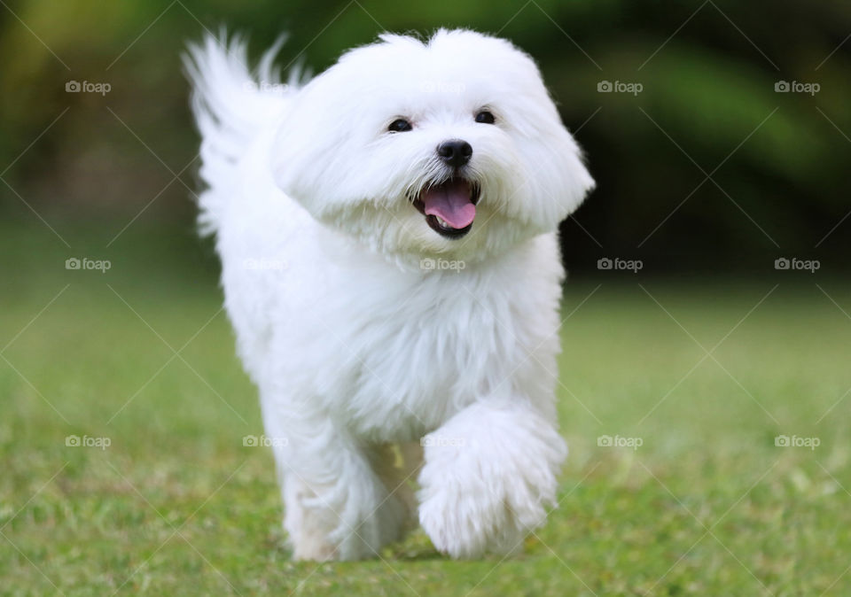 Portrait of a dog running in grass