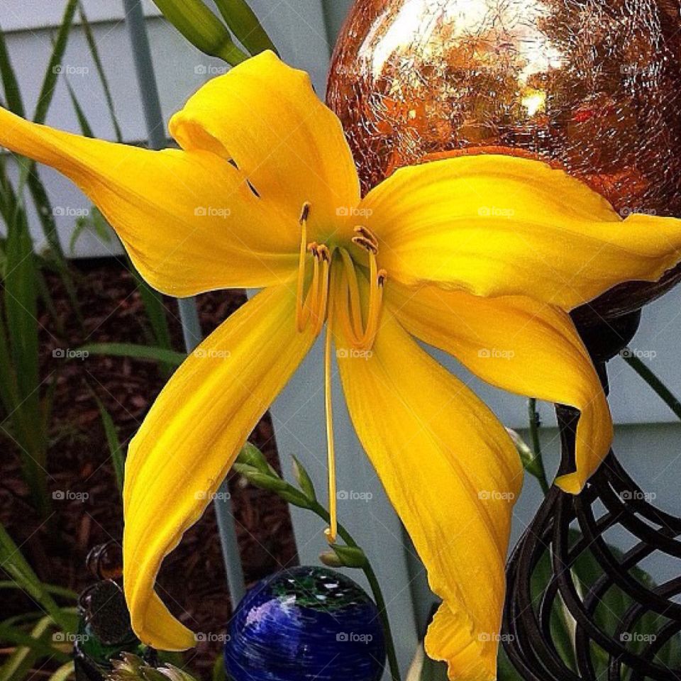 In my garden . Lily in my garden 