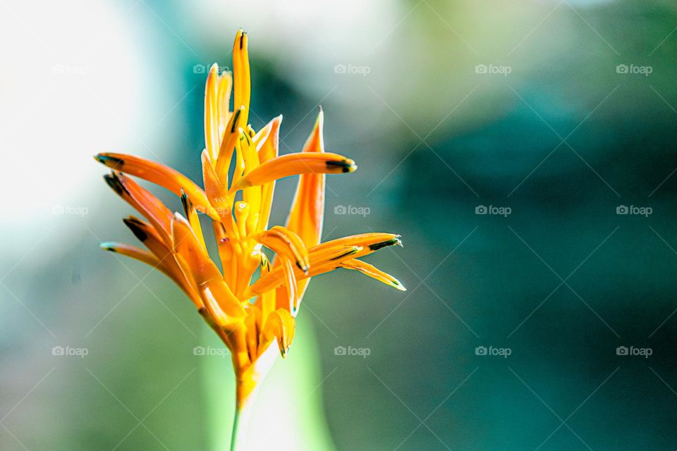 Lobster claws flower