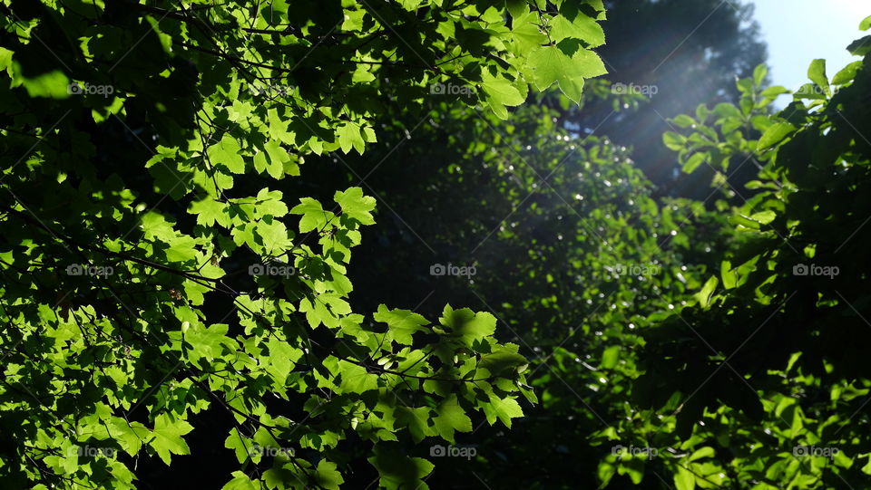 Sunlight in forest