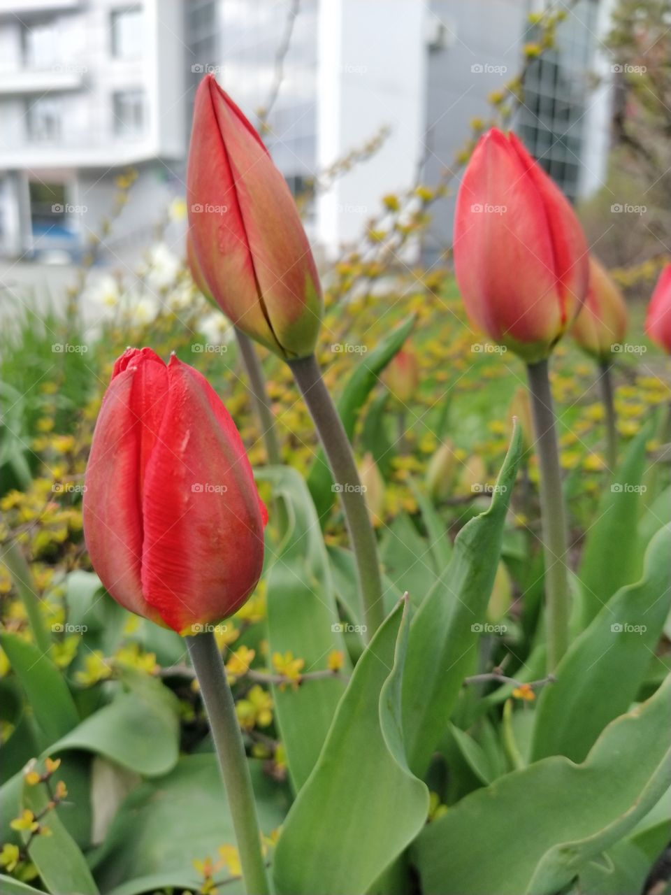 scarlet tulips