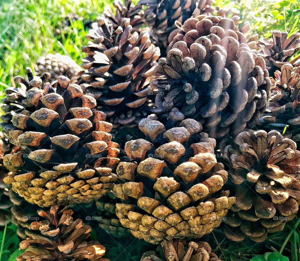 Pinecones in the grass on a sunny day—taken in Schererville, Indiana 