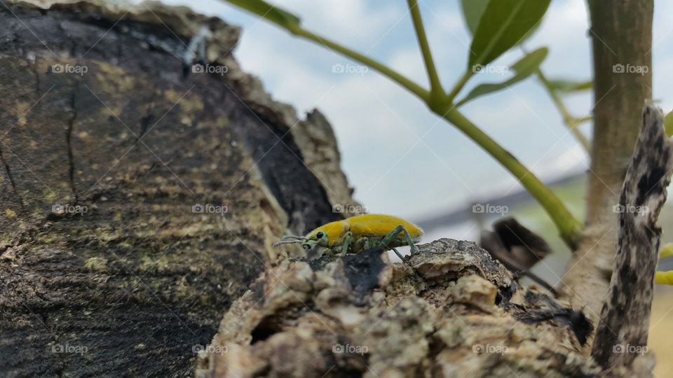 yellow bug walking in the tree