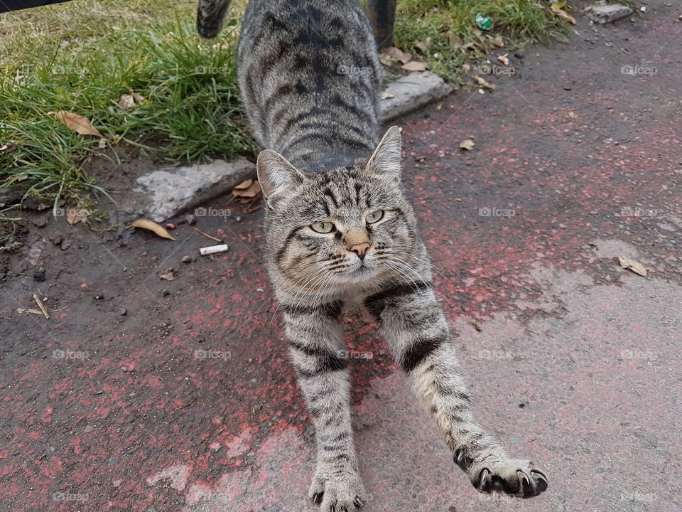 grey street cat stretching