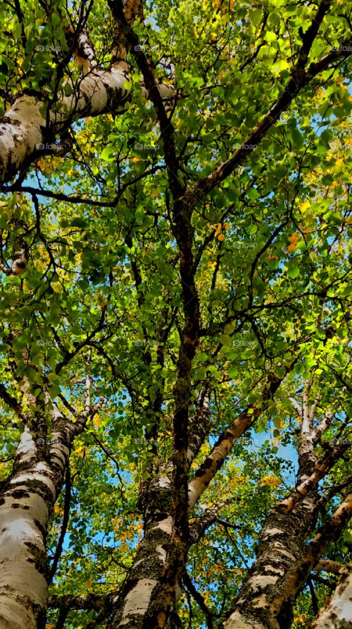 Looking up!!. Looking up to a colourful view!