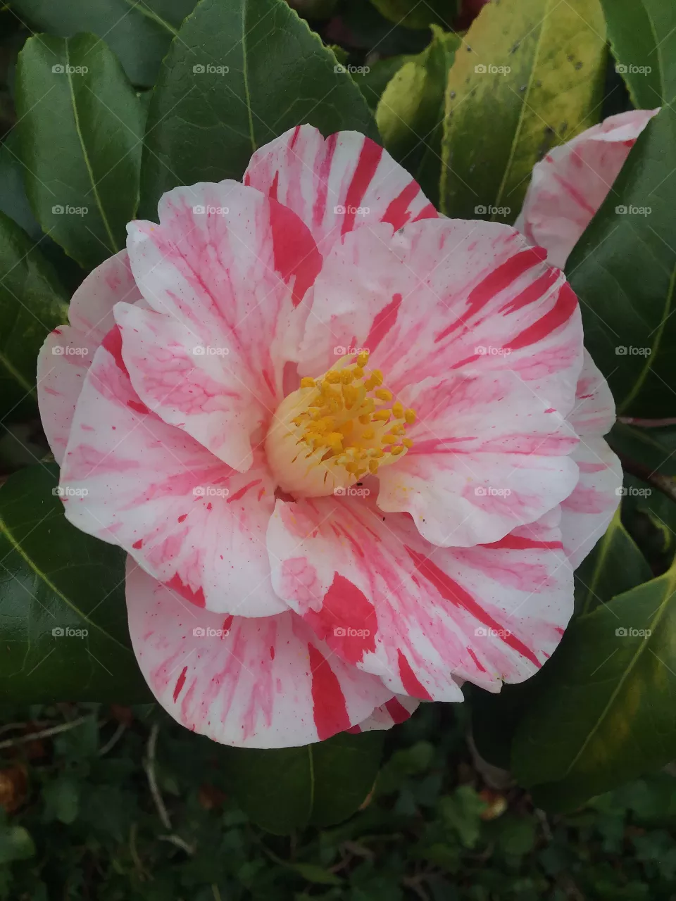 Camellia flower