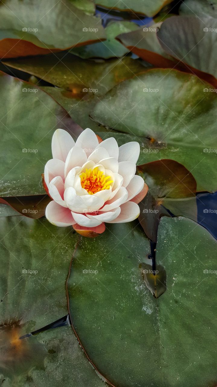 waterlily flower