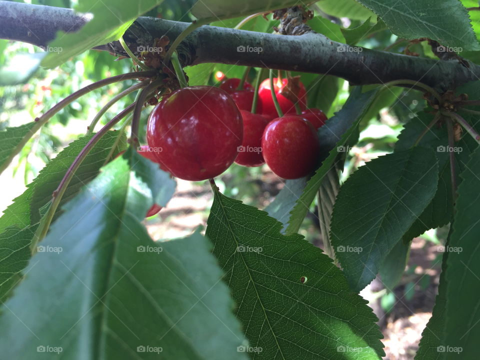 Cherry🍒🍒